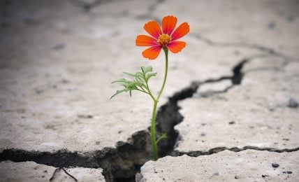 A photo of a orange flower growing out of a crack in a concrete pavement. The photo is realistic and detailed, showing the contrast between the natural and the artificial. The flower has a yellow center and orange petals, and it looks bright and fresh. The leaves are green and the stem is thin, and they seem to defy the harsh environment. The concrete pavement is gray and has a large crack running through it, suggesting neglect and decay.