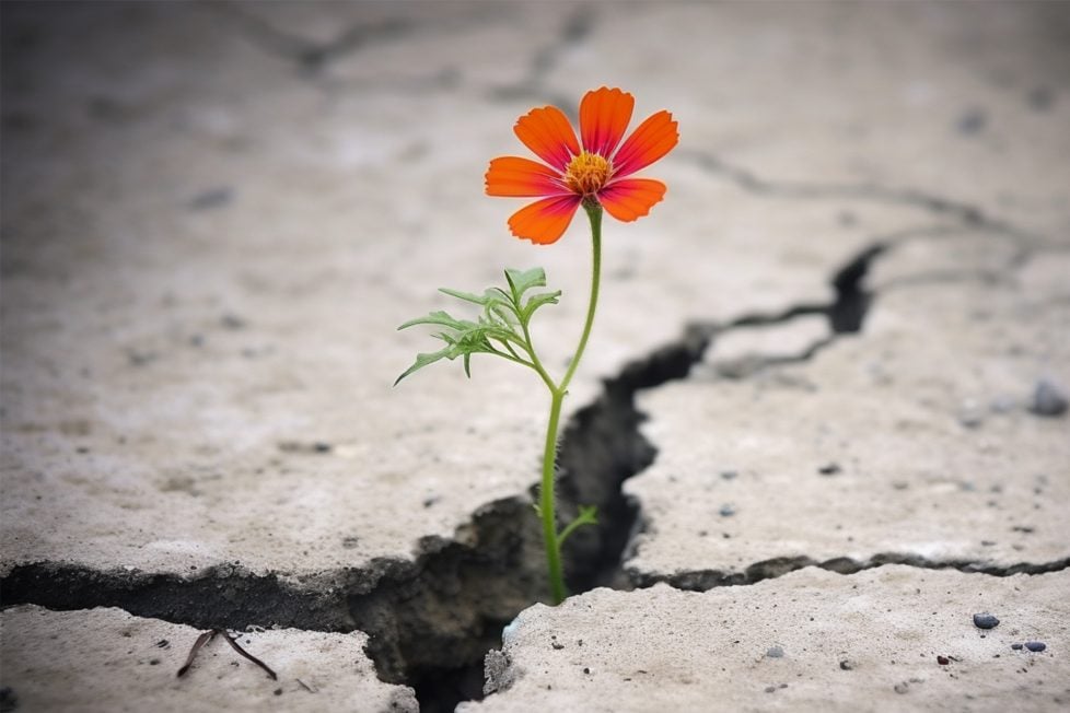 A photo of a orange flower growing out of a crack in a concrete pavement. The photo is realistic and detailed, showing the contrast between the natural and the artificial. The flower has a yellow center and orange petals, and it looks bright and fresh. The leaves are green and the stem is thin, and they seem to defy the harsh environment. The concrete pavement is gray and has a large crack running through it, suggesting neglect and decay.