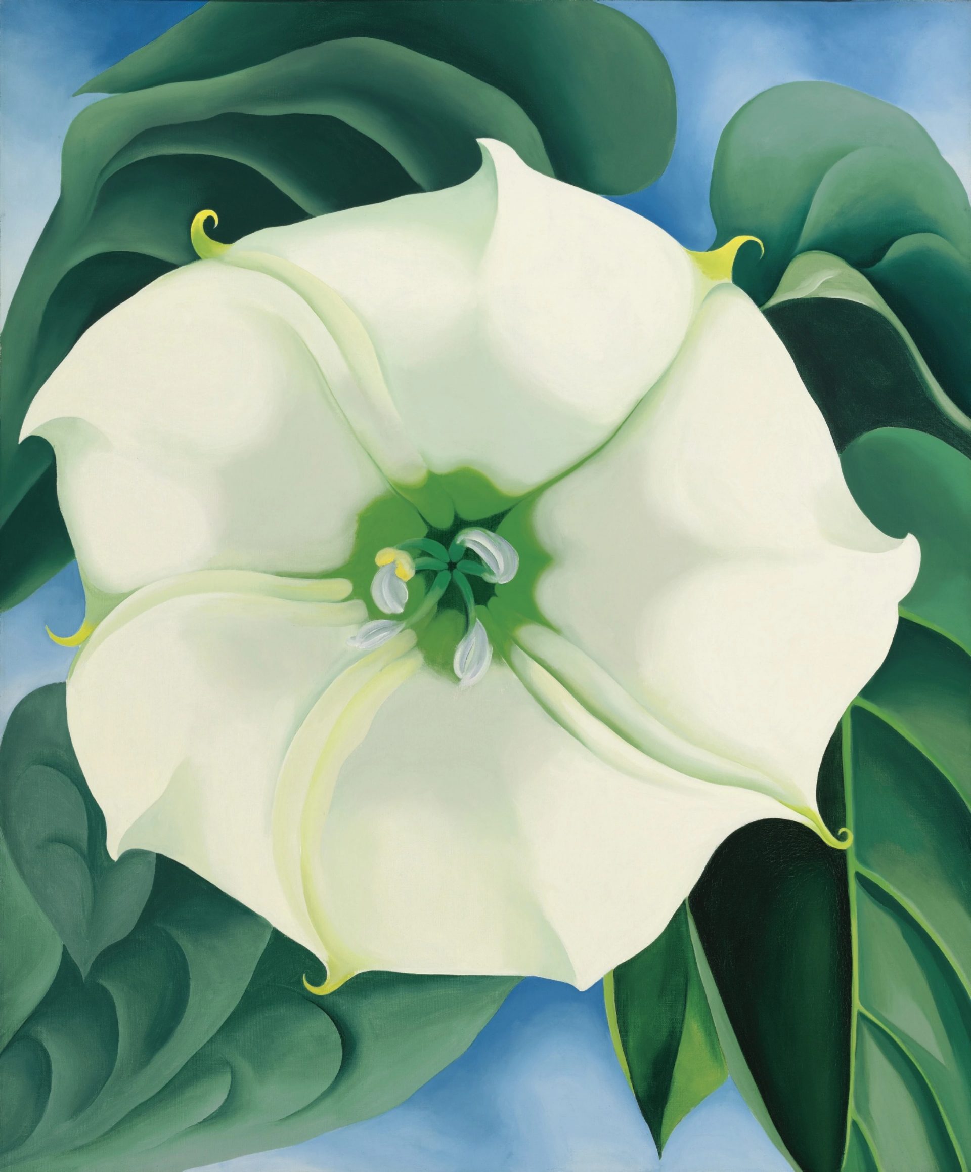 A detailed painting by Georgia O'Keeffe, depicting an oversized Jimson Weed flower, featuring delicately rendered white petals contrasted against a dark, minimalistic background.