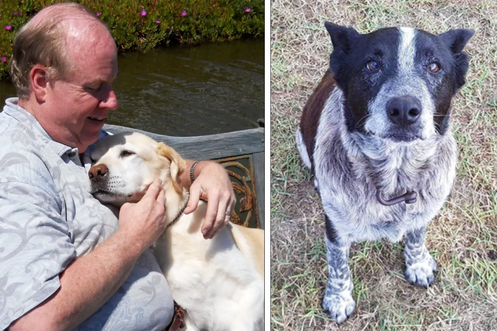 A collage of two photographs. The first depicts a man wearing a pattern shirt, sitting on a bench with his arms around a brown and white dog. The man is smiling and appears to be petting the dog. The second shows a black and white dog, the dog is looking up at the camera.