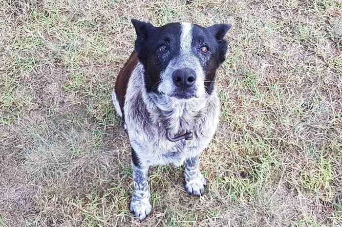 The image shows a black and white dog with dark eyes, sitting on a patch of green grass in the middle of a field. The dog is looking directly at the camera.