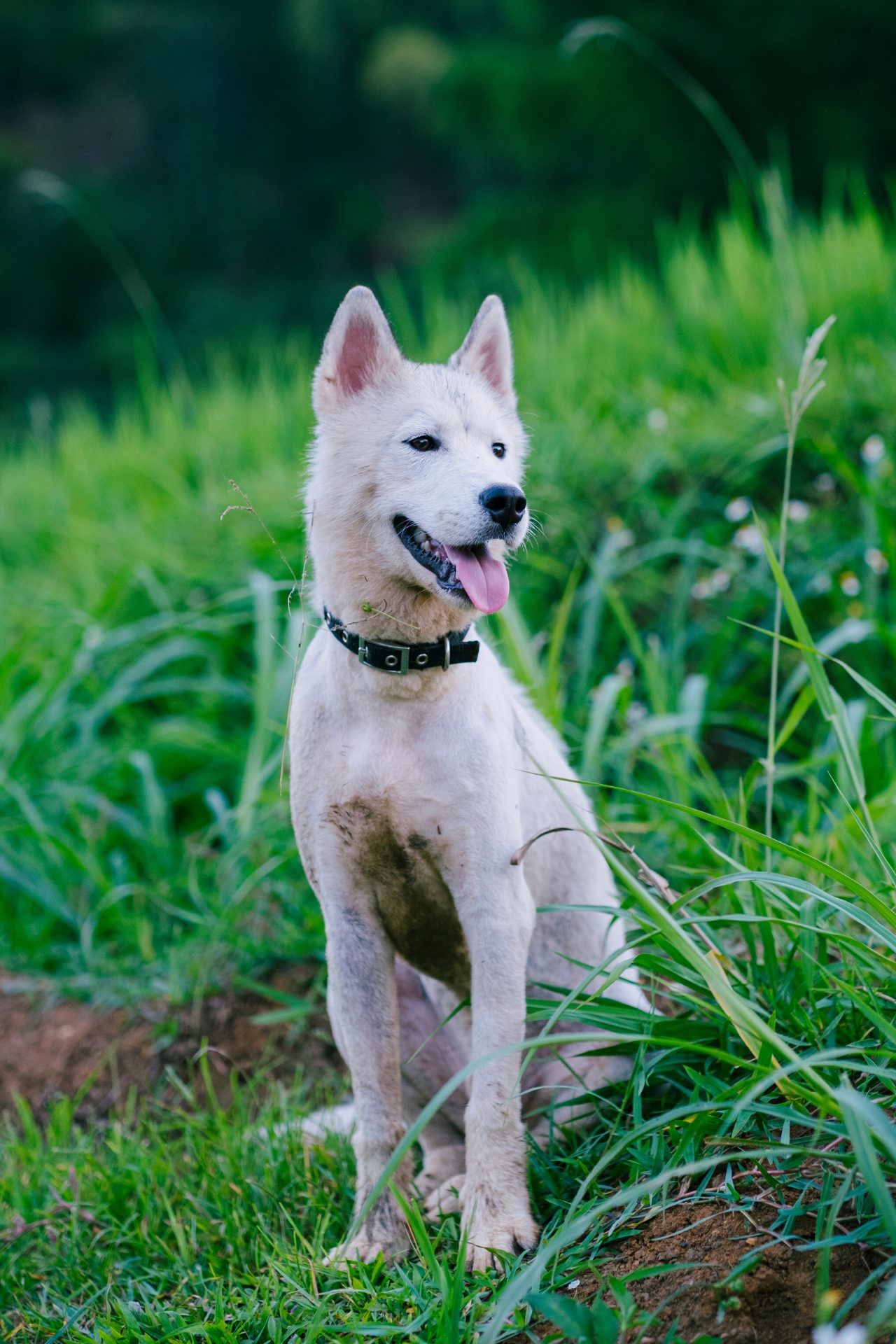 The image shows a white dog sitting in a field of tall green grass. The dog has a black nose and black eyes, and is wearing a collar.