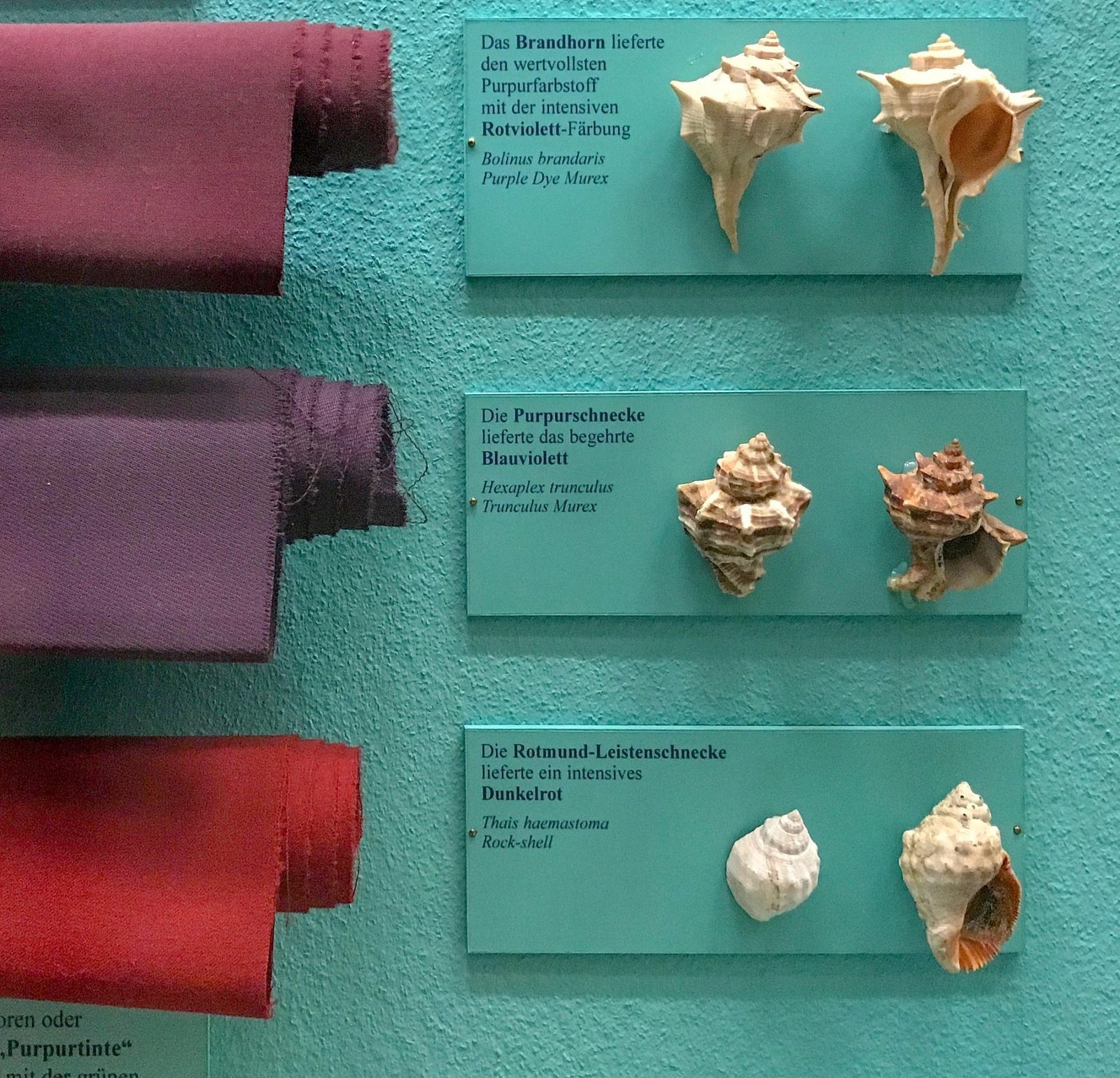 The image shows several different types of seashells displayed on a blue background. The shells vary in shapes and color. They are arranged in three rows of two shells. The shells are divided and labeled by type.