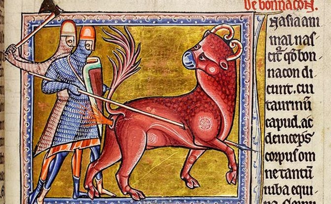 A medieval illustration of a Bonnacon, a bull-like creature, being speared by two men and shooting excrement at its attackers.