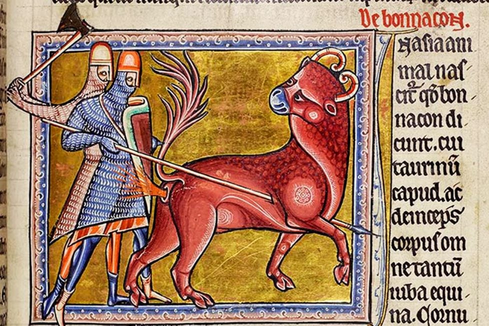 A medieval illustration of a Bonnacon, a bull-like creature, being speared by two men and shooting excrement at its attackers.