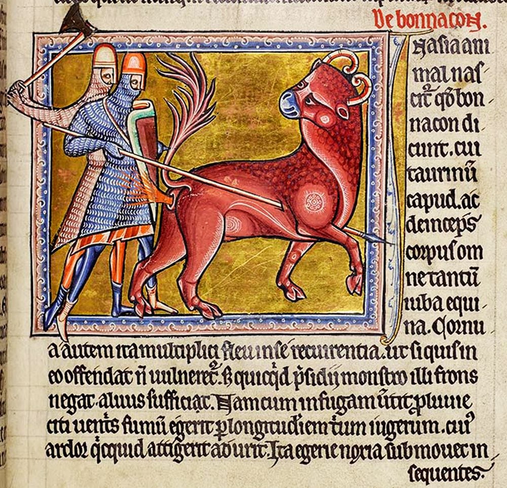 An illustration from a bestiary book featuring a bonnacon defending itself from two attackers by expelling explosive diarrhea at them.