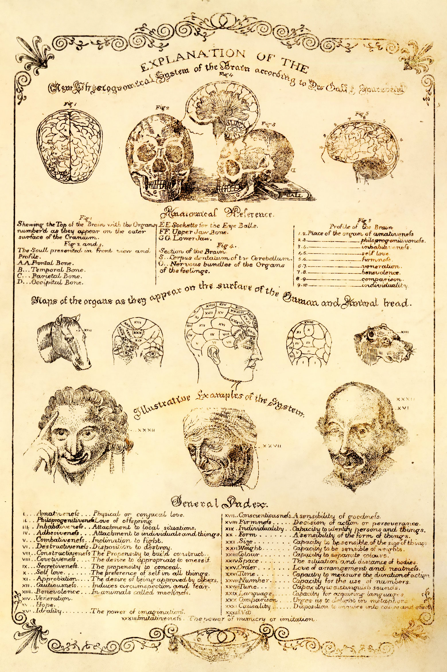 An old scientific poster explaining the anatomy of the human brain, with illustrations and text. The poster is yellowed and has a decorative border. The title reads “Explanation of the …”. The poster shows the skull from different angles and perspectives, such as the top, the side, the front, and the back.