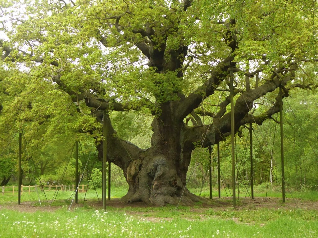 A photograph of a 800-1100 year old oak tree. It's branches are supported by wooden stilts.