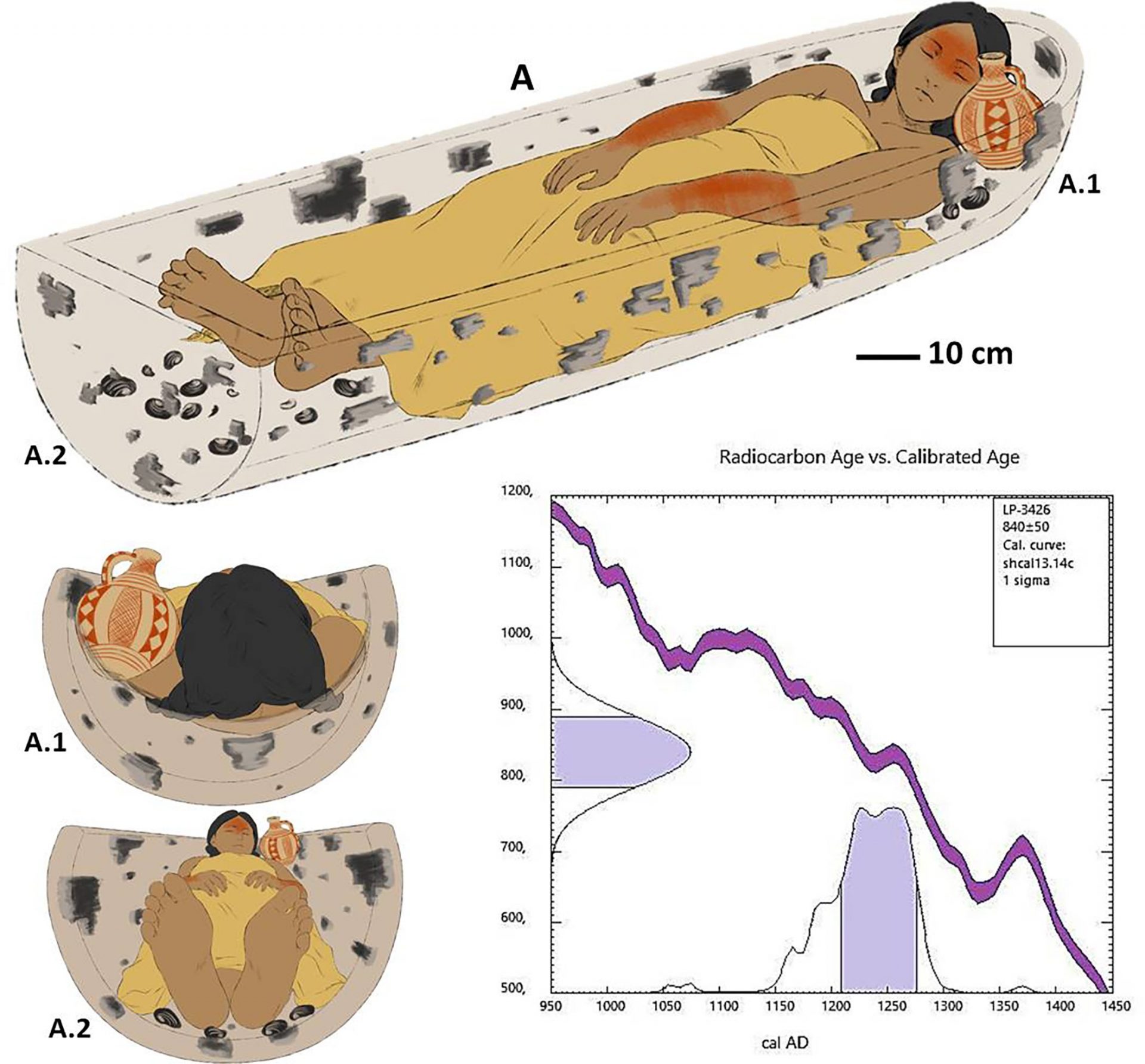 An illustration of a body placed inside a canoe, multiple angles are portrayed. A chart of radiocarbon dating of the body is also shown.