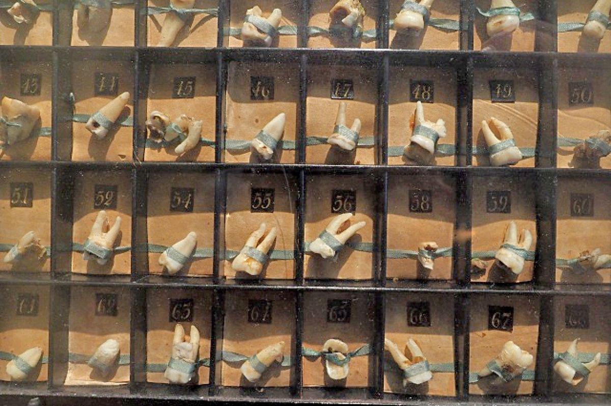 The image shows a row of shelves filled with teeth, each with a different kind of tooth on it. The teeth are all different sizes and shapes, and some of them have different kinds of decorations on them. The shelves are made out of wood and the teeth are displayed in them in a neat manner.