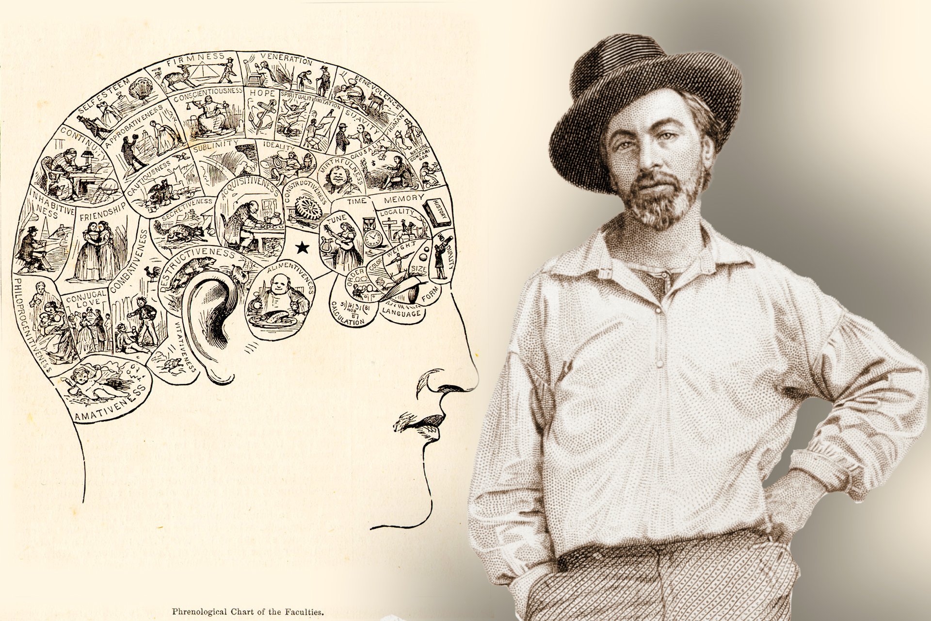 A collage of two black and white images, one of a phrenology chart and one of Walt Whitman. The phrenology chart is a human head with different sections, each with an illustration and a label of a mental faculty, such as “Imitation”, “Benevolence”, or “Causality”. The chart is labeled “Phrenological Chart of the Faculties.” Walt Whitma is wearing a white shirt and a hat.