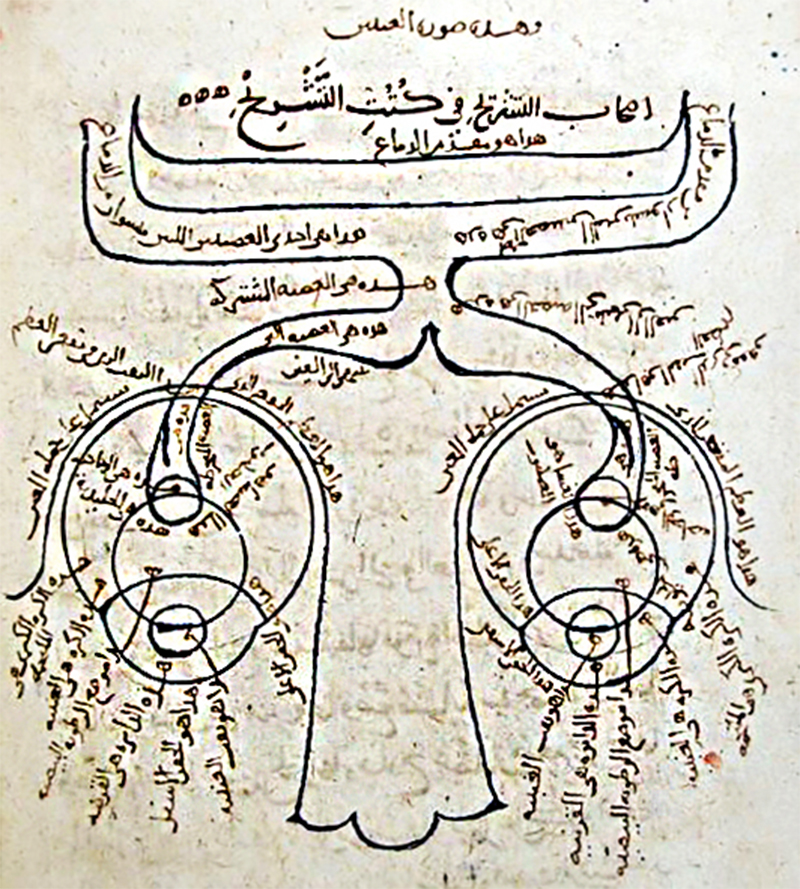 An image of a page from an old manuscript written in Arabic script, showing a diagram of a human eye.