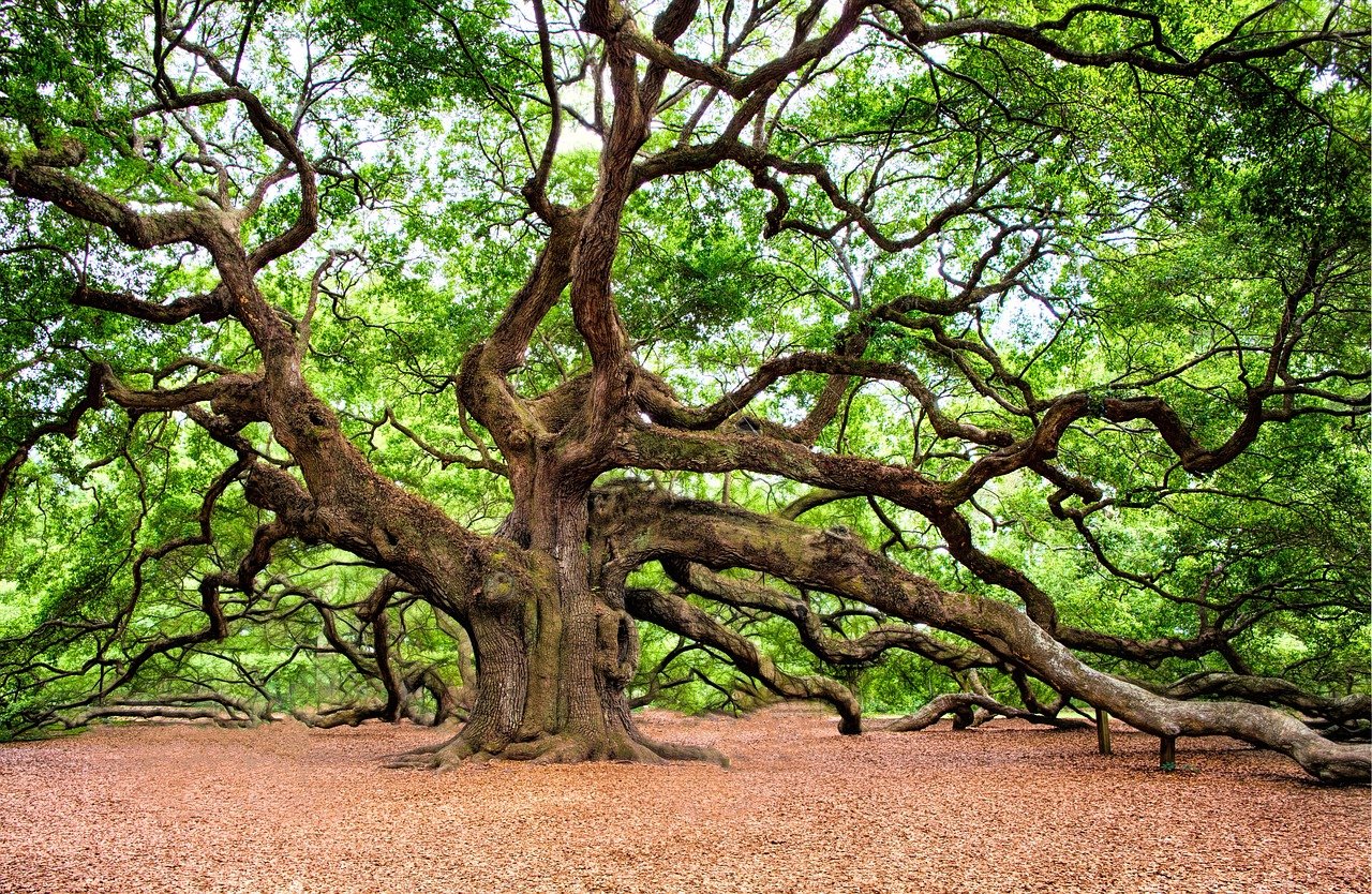 A majestic and sprawling ancient tree with a vast network of twisted branches, representing the 'bile' or sacred tree venerated by tribes in ancient Druidic Ireland.